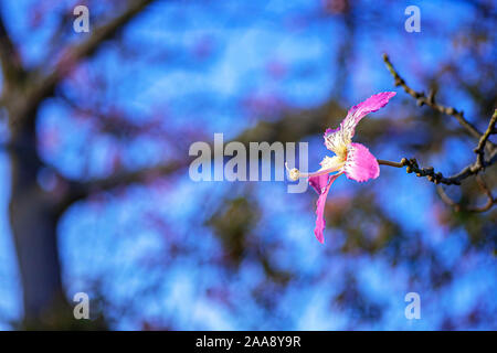 Rosa Seide Glasschlacke Baum Blume close-up auf einem blauen Hintergrund verschwommen Stockfoto