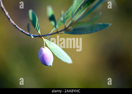 Sprig der Ölbaum mit reifenden Früchte und Blätter close-up auf einem verschwommenen Hintergrund. Israel Stockfoto