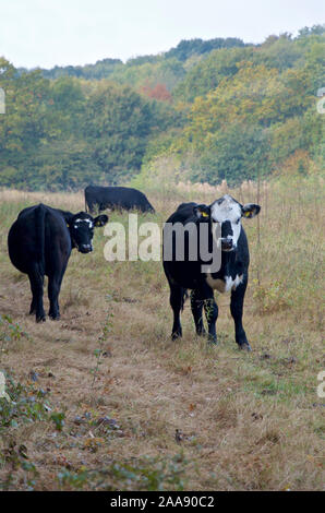 Drei schwarze Hereford junge Stiere grasen in einem Feld Stockfoto