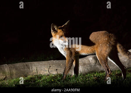 In der Nähe von Wilden, hungrigen, urban Red Fox (Vulpes vulpes) in Sicherheit Spotlight in der dunklen isoliert gefangen, suchen nach Nahrung in einer britischen Garten bei Nacht. Stockfoto