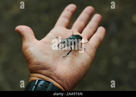 Mann hält in der Hand eines großen Käfer. Stockfoto