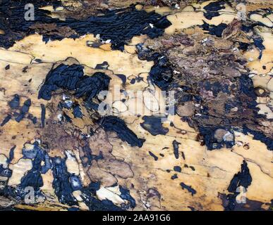 Alte, gesprungene verbrannt Baumstamm Hintergrund Textur, vertikale hautnah. Stockfoto