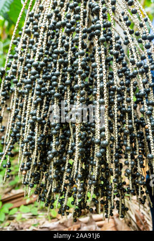 Nahaufnahme von frischen acai-Beere in den Haufen im amazonas-Regenwald. Konzept der gesunden Ernährung, Wellness, Gesundheit, Vitamine, Super-Lebensmittel, Umwelt, Öko. Stockfoto