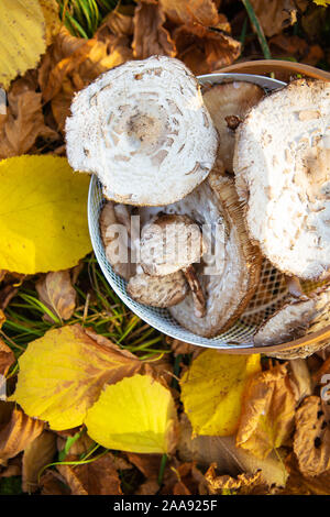 Ein Korb mit wunderschön Abgeholt essbare Pilze Sonnenschirme steht auf gefallene gelbe Blätter. Blick von oben. Stockfoto
