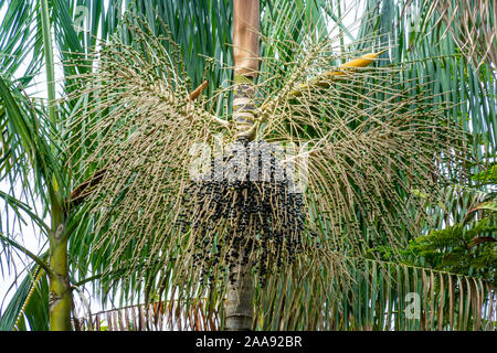 Acai-Palme mit frischen acai-Beere Bündel im amazonas-Regenwald. Konzept der gesunden Ernährung, Wellness, Gesundheit, Vitamine, Super-Lebensmittel, Umwelt. Stockfoto