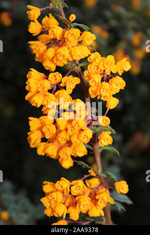 Darwins Berberitze Berberis darwinii Stockfoto