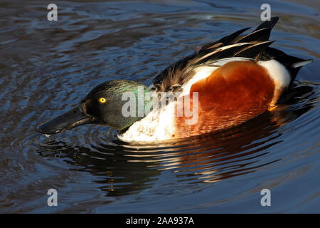 Northern Shoveler Spatula clypeata - Drake Stockfoto