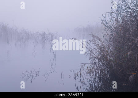 Zuckerrohr und Kuh Petersilie mit Grauen an einem kalten und eisigen nebligen Morgen am See 'kotermeerstal' in den Niederlanden Stockfoto