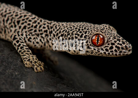 Golden stacheligen-tailed Gecko (Strophurus taenicauda) Stockfoto