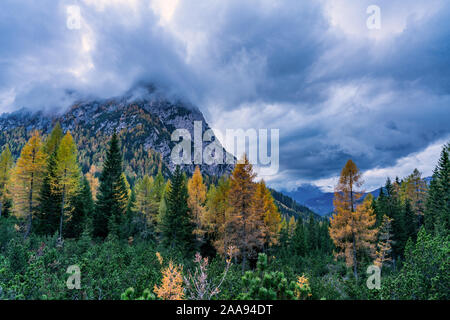 Bunte Herbst Bild von gelb und orange gefärbten Bäumen vor einer alpinen Berg in den italienischen Dolomiten in der Nähe nicht, Val di Zoldo, Belluno Stockfoto