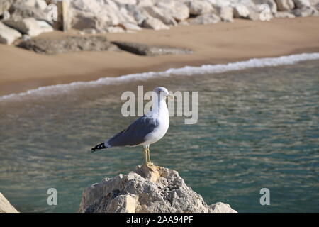 Möwe auf einem Felsen im Meer. Stockfoto