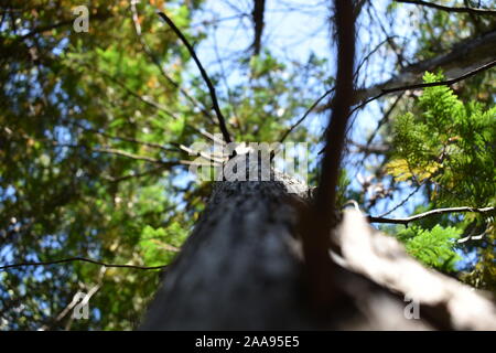 Baum im Wald Stockfoto