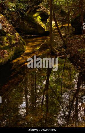 Der Creek im Dismals Canyon in Alabama, schlängelt sich durch eine üppige Landschaft und einzigartigen Felsformationen. Stockfoto
