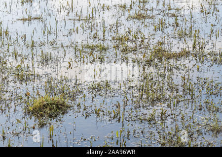 Wasser überflutet Feld & Juncus Juncus effusus Rush/Tufts & andere Unkräuter. Metapher "Regen der Sumpf "Vielleicht, überwältigt, Frühjahr/winter Überschwemmungen. Stockfoto