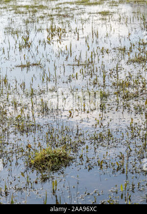 Wasser überflutet Feld & Juncus Juncus effusus Rush/Tufts & andere Unkräuter. Metapher "Regen der Sumpf "Vielleicht, überwältigt, Frühjahr/winter Überschwemmungen. Stockfoto