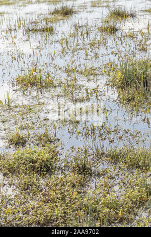 Wasser überflutet Feld & Juncus Juncus effusus Rush/Tufts & andere Unkräuter. Metapher "Regen der Sumpf "Vielleicht, überwältigt, Frühjahr/winter Überschwemmungen. Stockfoto