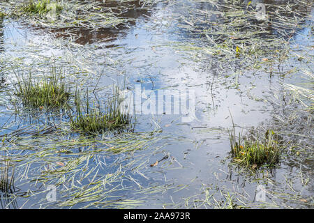 Wasser überflutet Feld & Juncus Juncus effusus Rush/Tufts & andere Unkräuter. Metapher "Regen der Sumpf "Vielleicht, überwältigt, Frühjahr/winter Überschwemmungen. Stockfoto