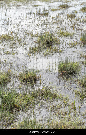 Wasser überflutet Feld & Juncus Juncus effusus Rush/Tufts & andere Unkräuter. Metapher "Regen der Sumpf "Vielleicht, überwältigt, Frühjahr/winter Überschwemmungen. Stockfoto