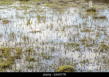 Wasser überflutet Feld & Juncus Juncus effusus Rush/Tufts & andere Unkräuter. Metapher "Regen der Sumpf "Vielleicht, überwältigt, Frühjahr/winter Überschwemmungen. Stockfoto