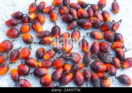Nahaufnahme der Palmöl-Fruchtgruppe (Elaeis guineensis) verwendet, um Pflanzenöl für die Lebensmittel- und Kosmetikindustrie auf rustikalem Marmortisch zu machen.nachhaltig Stockfoto