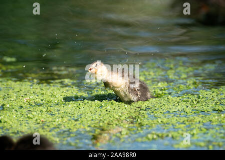 Stockente, entlein (Anas Plathyrhynchos), Frankreich Stockfoto