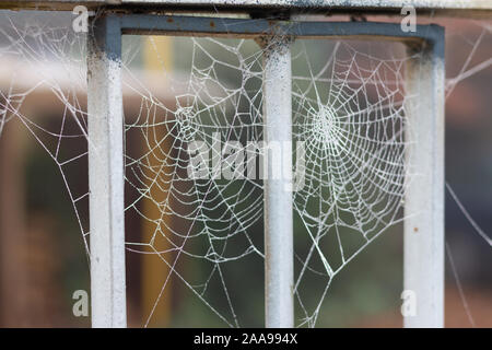 Winter gekommen ist, wird der Spider-Web-sites sind auf einer eisigen misty morning in den Niederlanden eingefroren Stockfoto