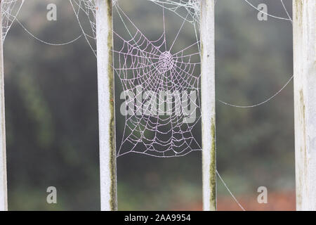 Winter gekommen ist, wird der Spider-Web-sites sind auf einer eisigen misty morning in den Niederlanden eingefroren Stockfoto