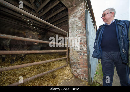 Unter einem EMBARGO BIS 17:30 Heute (20. NOVEMBER 2019) Glasgow, UK. Nov, 2019 20. Bild: Michael Gove MP - Kanzler des Herzogtums Lancaster. Herr Gove wird gesehen, Campaigning in Schottland der Tories stimmen für die Bundestagswahl am 12. Dezember zu sichern. Credit: Colin Fisher/Alamy leben Nachrichten Stockfoto