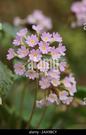 Primula bei Tregrehan Gärten, Cornwall Stockfoto