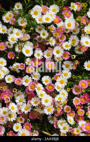 Nahaufnahme des Mexikanischen fleablane Daisy (Erigeron karvinskianus) an einem sonnigen Tag in meinem Garten in Cardiff, Wales, UK wachsende Stockfoto