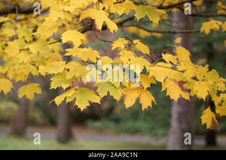 Im Herbst Farbe von Acer negundo 'Columnare' Stockfoto