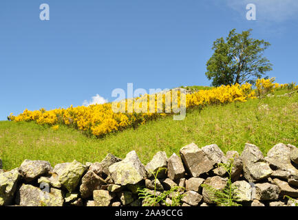 Besen in Blume am Rande des Haweswater, Cumbria Stockfoto