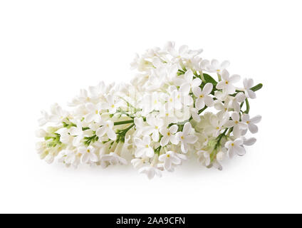 Schönen Zweig der weiße Flieder Blumen auf weißem Hintergrund Stockfoto