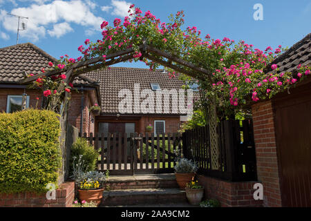 Moderner Bungalow mit großen Bogen über Eingangstor mit Blüte rosa Magenta Rose' amerikanischen Säule' Klettern über, Berkshire, Juni Stockfoto