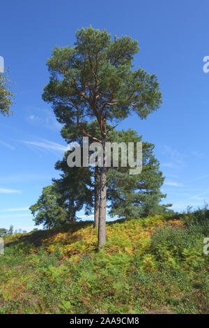 Reifen gemeine Kiefer (Pinus sylvestris) mit späten Jahreszeit bracken Farbe drehen auf Heide am Snelsmore Gemeinsame, Newbury, September Stockfoto