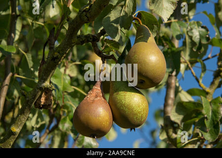 Braun Rot (Monilinia laxa oder M. fructigena) Pilzerkrankung auf Konferenz pear Frucht am Baum, Berkshire, September Stockfoto