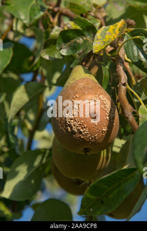 Braun Rot (Monilinia laxa oder M. fructigena) Pilzerkrankung auf Konferenz pear Frucht am Baum, Berkshire, September Stockfoto