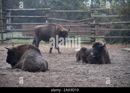 20 November 2019, Mecklenburg-Vorpommern, Prätenow: wisente stehen in der Bison Gehäuse am Rande der ARD-Serie "Usedom-Krimi - Schmerzgrenze" (AT). Die elfte Episode der ARD-Serie wird gefilmt, bis 22.11.2019 auf der Insel Usedom und wird im Herbst 2020 ausgestrahlt werden. Foto: Stefan Sauer/dpa Stockfoto