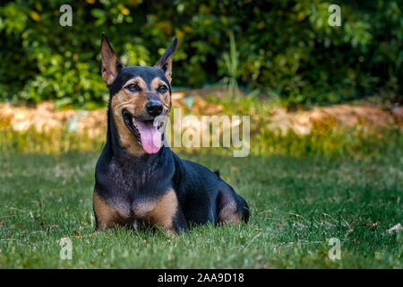 Streunende Köter gerettet Thai Hund im Garten ausruhen Stockfoto