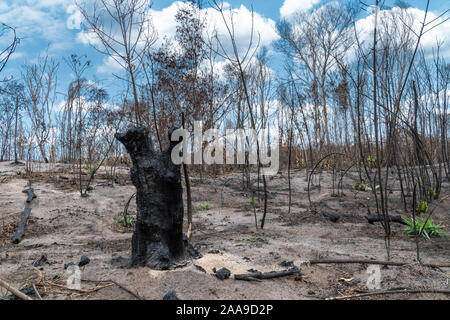 Bäume verwandelten sich an sonnigen Tag nach dem Brand in der Entwaldung im Amazonas-Regenwald, para, Brasilien. Konzept der Umwelt Landwirtschaft Stockfoto