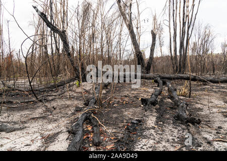 Bäume verwandelten sich an sonnigen Tag nach dem Brand in der Entwaldung im Amazonas-Regenwald, para, Brasilien. Konzept der Umwelt Landwirtschaft Stockfoto