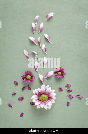 Weiße und Rote Chrysanthemen mit verstreuten Blütenblätter Stockfoto