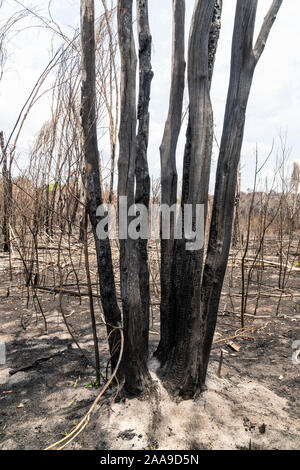 Bäume verwandelten sich an sonnigen Tag nach dem Brand in der Entwaldung im Amazonas-Regenwald, para, Brasilien. Konzept der Umwelt Landwirtschaft Stockfoto