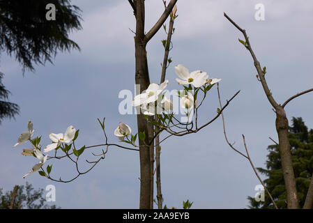 Cornus florida Subspezies. Urbiniana in voller Blüte Stockfoto
