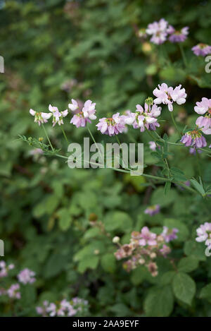 Weiß und rosa Blüten von Securigera varia Anlage Stockfoto