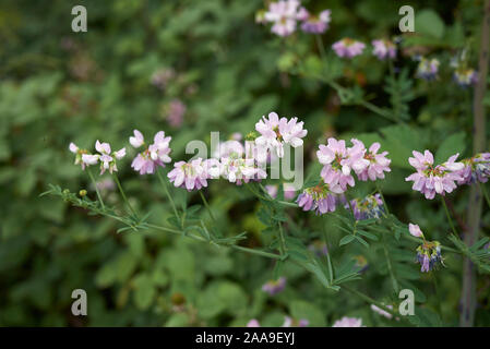 Weiß und rosa Blüten von Securigera varia Anlage Stockfoto