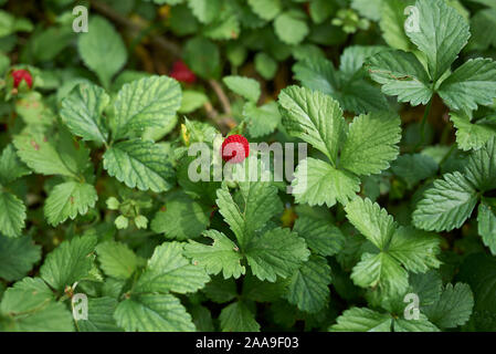 Rote Früchte und Blüten von Duchesnea indica Pflanzen Stockfoto