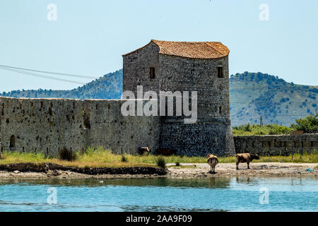 Sonniger Frühlingstag Blick auf die Ruinen der Venezianischen Dreieck Burg in der alten Stadt im Süden Albaniens. Butrint Park - UNESCO-Welterbe. Paar Kühe fressen Gras unter der Sonne Stockfoto