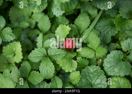Rote Früchte und Blüten von Duchesnea indica Pflanzen Stockfoto