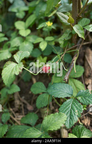 Rote Früchte und Blüten von Duchesnea indica Pflanzen Stockfoto